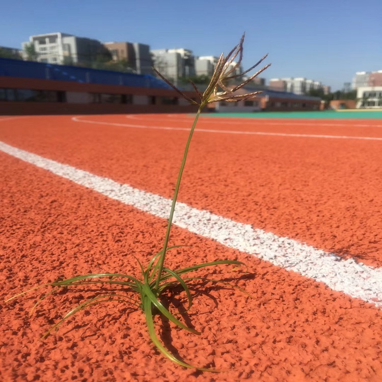 透气式塑胶跑道案例.jpg